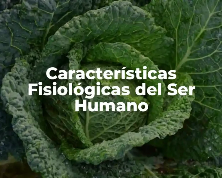 Características Fisiológicas del Ser Humano