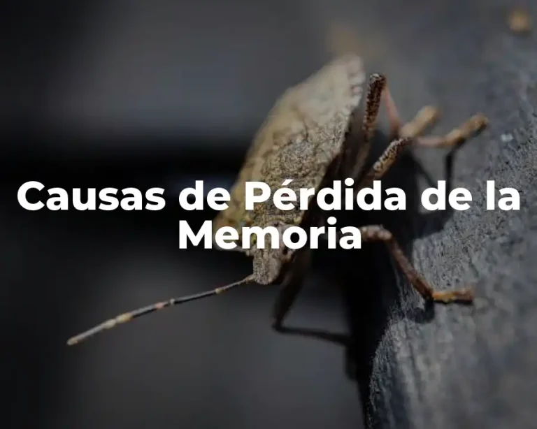 Causas de Pérdida de la Memoria