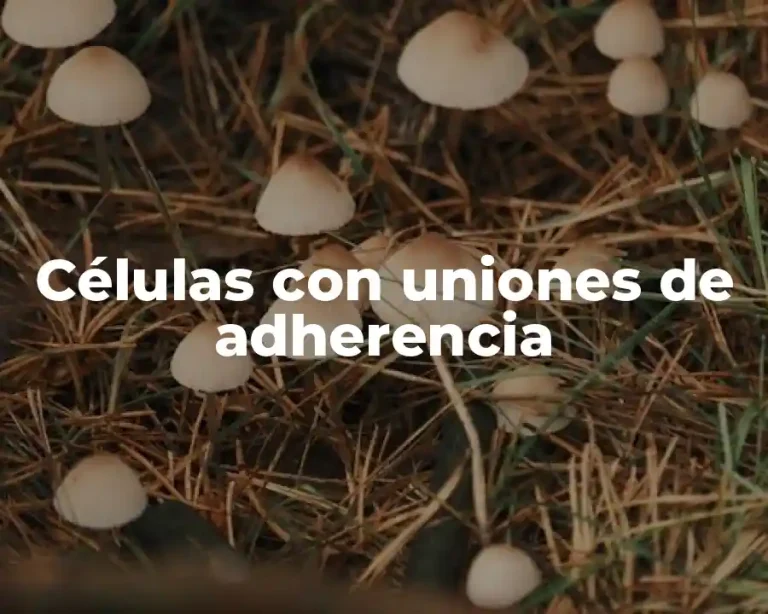 Células con uniones de adherencia