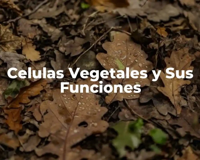Celulas Vegetales y Sus Funciones