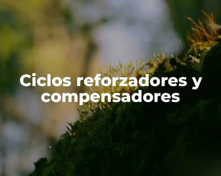 Ciclos reforzadores y compensadores