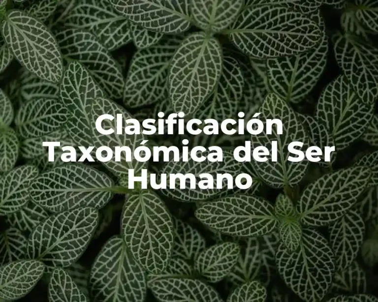 Clasificación Taxonómica del Ser Humano