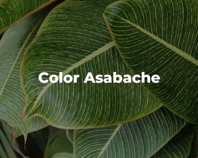 Color Asabache
