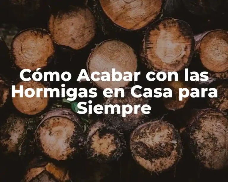 Cómo Acabar con las Hormigas en Casa para Siempre