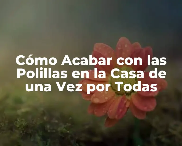 Cómo Acabar con las Polillas en la Casa de una Vez por Todas