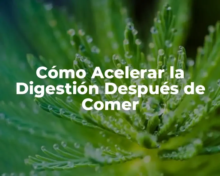 Cómo Acelerar la Digestión Después de Comer