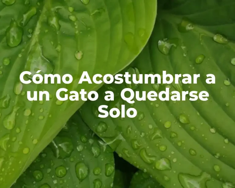Cómo Acostumbrar a un Gato a Quedarse Solo