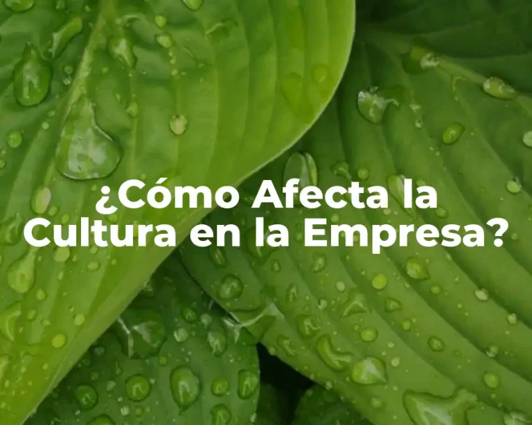¿Cómo Afecta la Cultura en la Empresa?