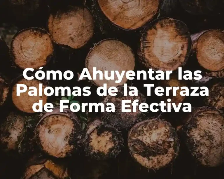 Cómo Ahuyentar las Palomas de la Terraza de Forma Efectiva