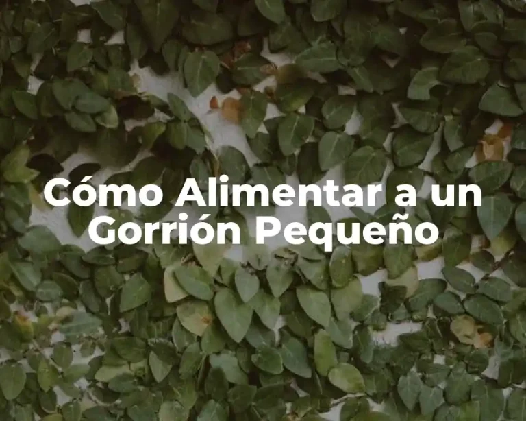 Cómo Alimentar a un Gorrión Pequeño