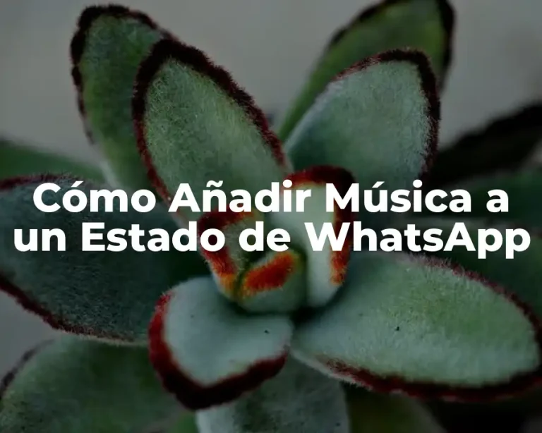 Cómo Añadir Música a un Estado de WhatsApp