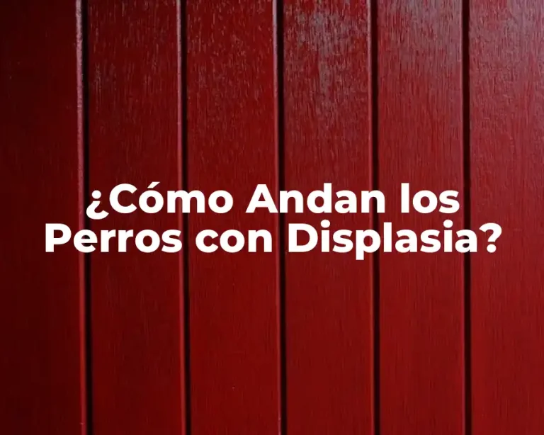 ¿Cómo Andan los Perros con Displasia?