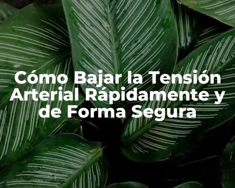 Cómo Bajar la Tensión Arterial Rápidamente y de Forma Segura