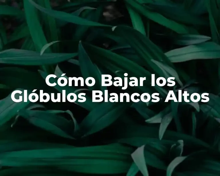 Cómo Bajar los Glóbulos Blancos Altos