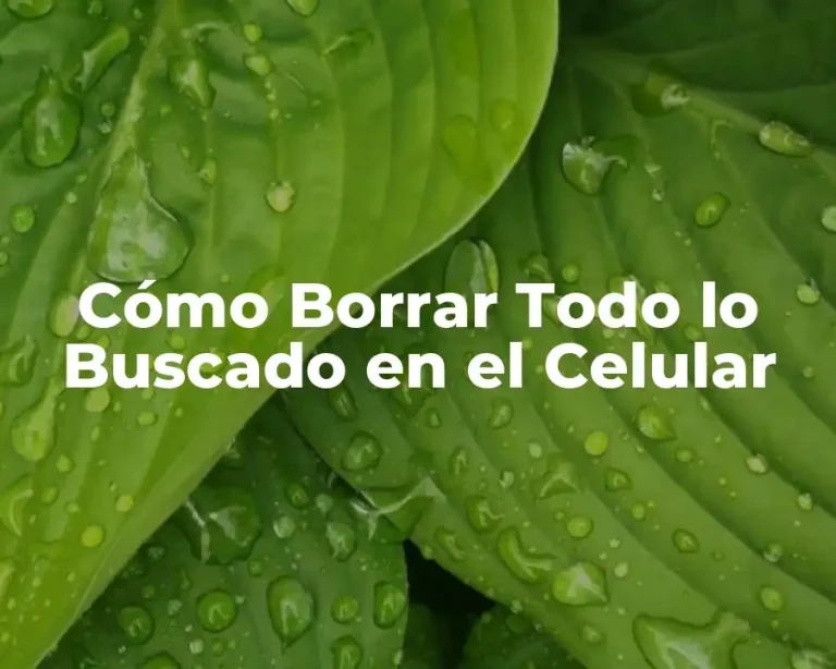 Cómo Borrar Todo lo Buscado en el Celular