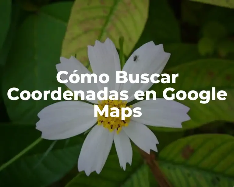 Cómo Buscar Coordenadas en Google Maps