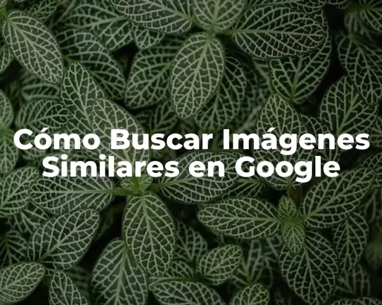 Cómo Buscar Imágenes Similares en Google