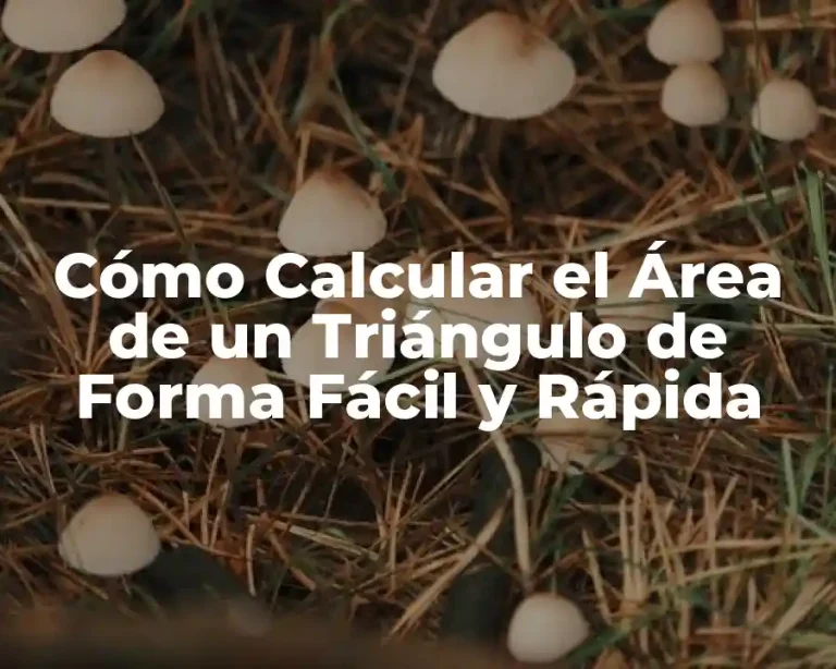 Cómo Calcular el Área de un Triángulo de Forma Fácil y Rápida