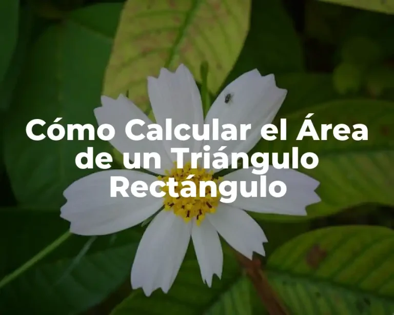 Cómo Calcular el Área de un Triángulo Rectángulo