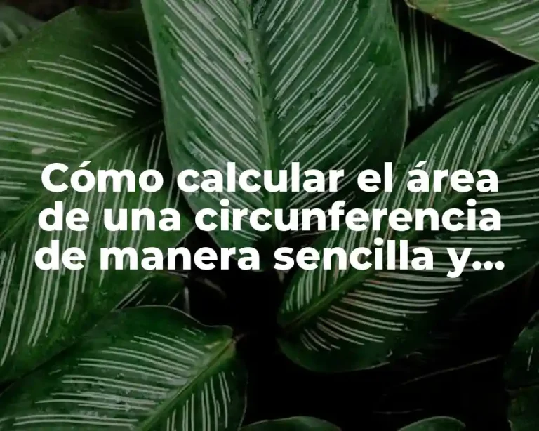 Cómo calcular el área de una circunferencia de manera sencilla y exacta