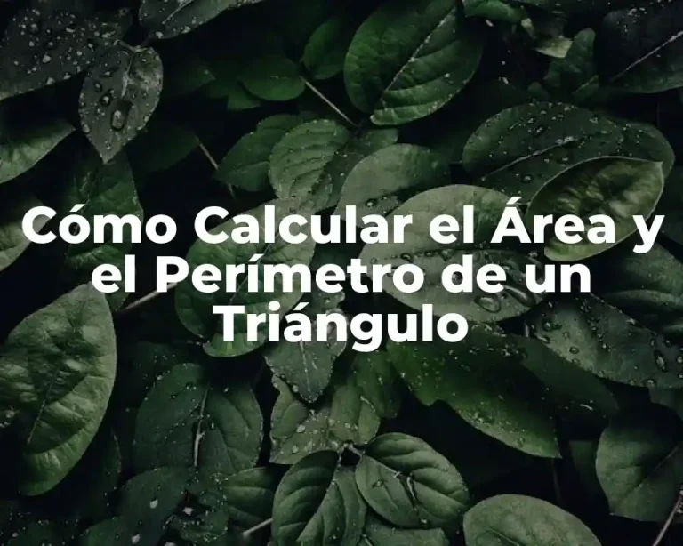 Cómo Calcular el Área y el Perímetro de un Triángulo