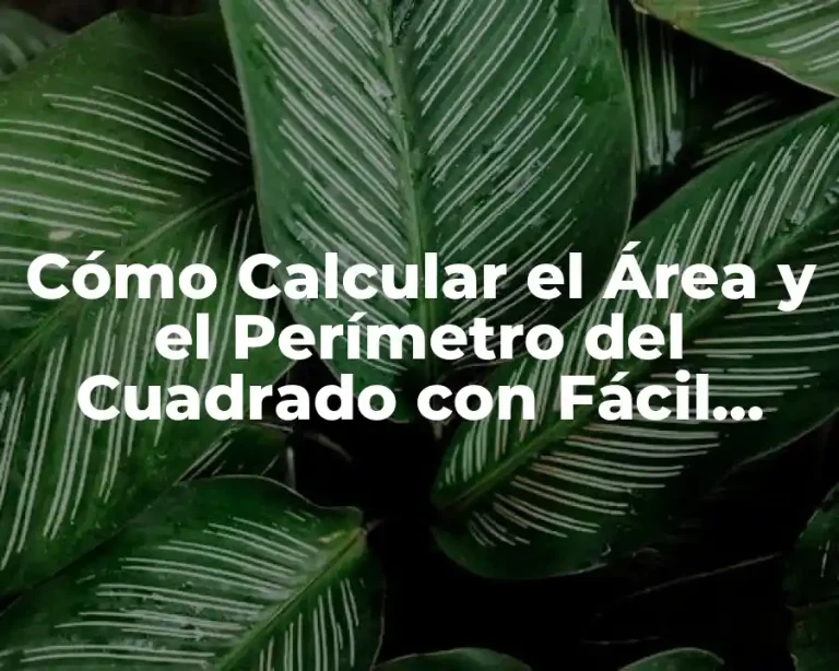 Cómo Calcular el Área y el Perímetro del Cuadrado con Fácil Matemáticas