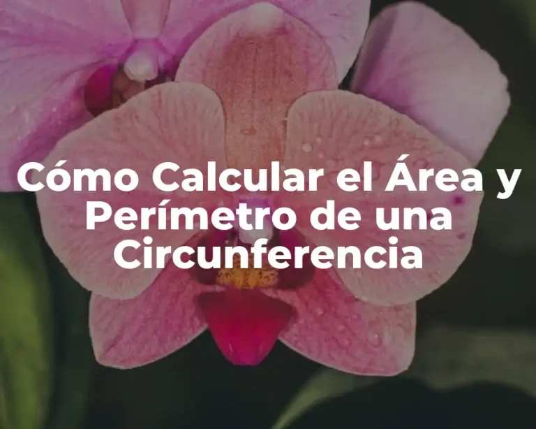 Cómo Calcular el Área y Perímetro de una Circunferencia