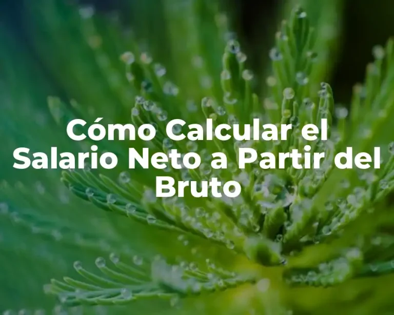 Cómo Calcular el Salario Neto a Partir del Bruto