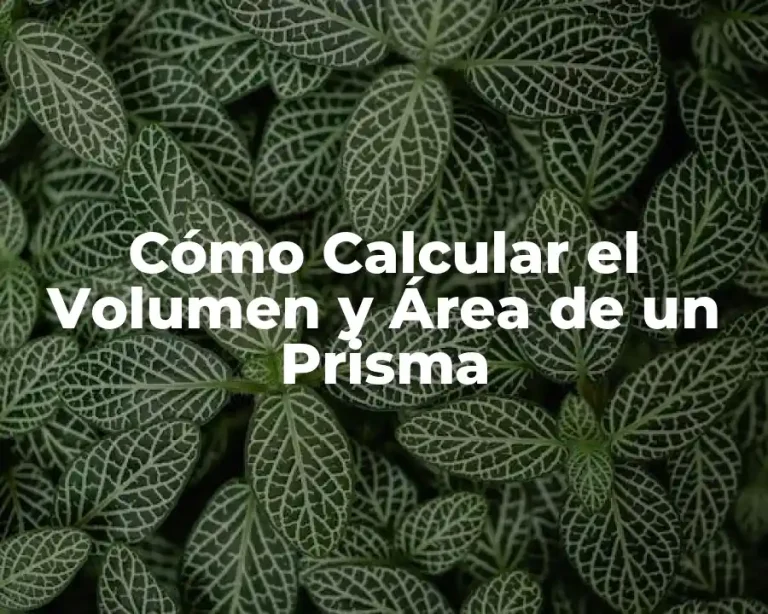 Cómo Calcular el Volumen y Área de un Prisma