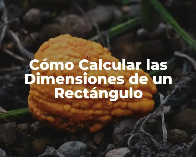 Cómo Calcular las Dimensiones de un Rectángulo