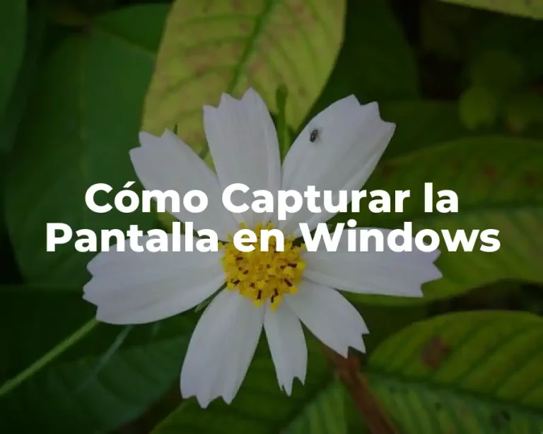 Cómo Capturar la Pantalla en Windows