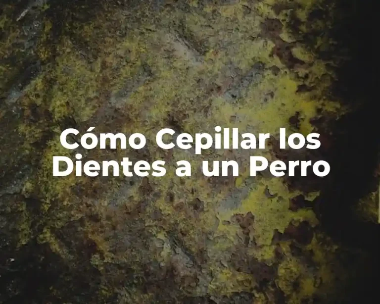 Cómo Cepillar los Dientes a un Perro