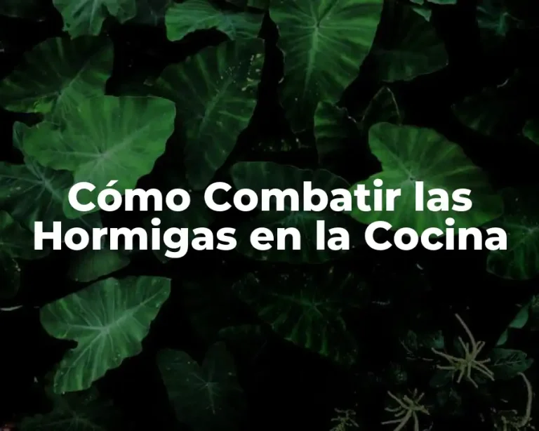 Cómo Combatir las Hormigas en la Cocina