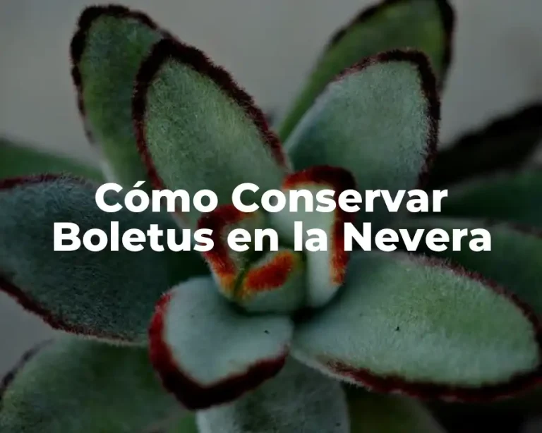 Cómo Conservar Boletus en la Nevera