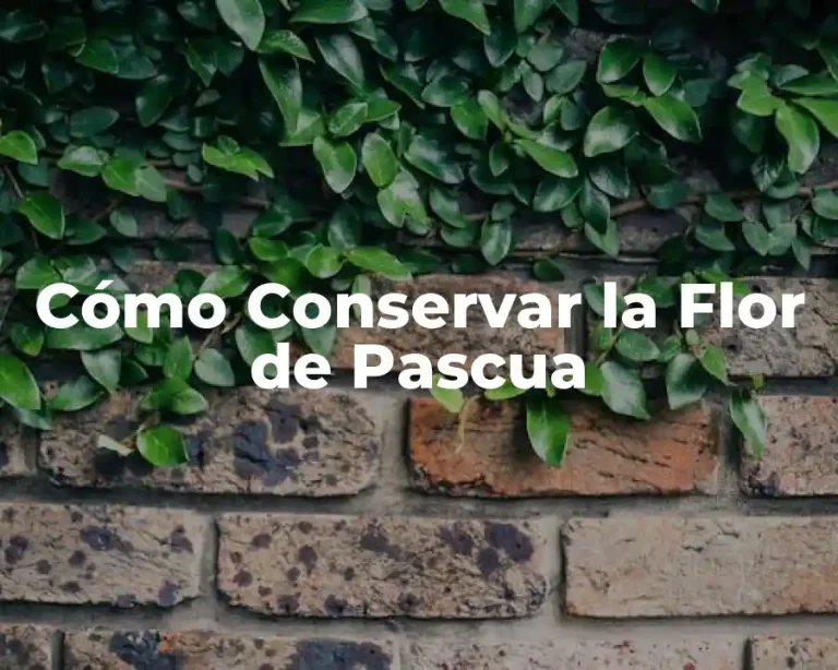 Cómo Conservar la Flor de Pascua