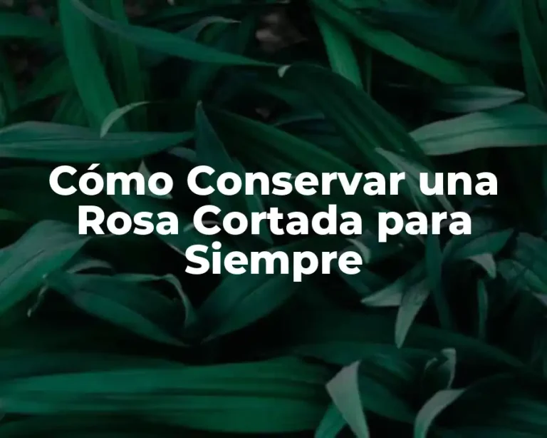 Cómo Conservar una Rosa Cortada para Siempre