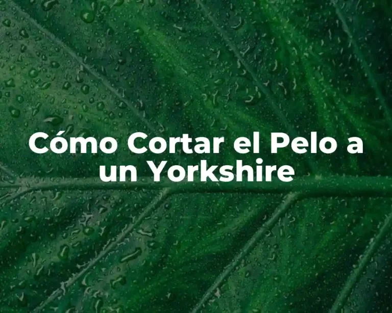 Cómo Cortar el Pelo a un Yorkshire