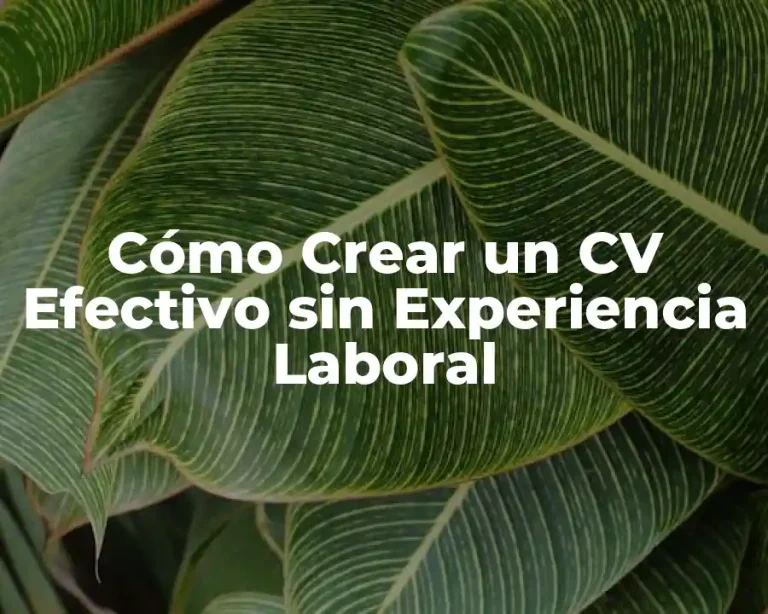 Cómo Crear un CV Efectivo sin Experiencia Laboral