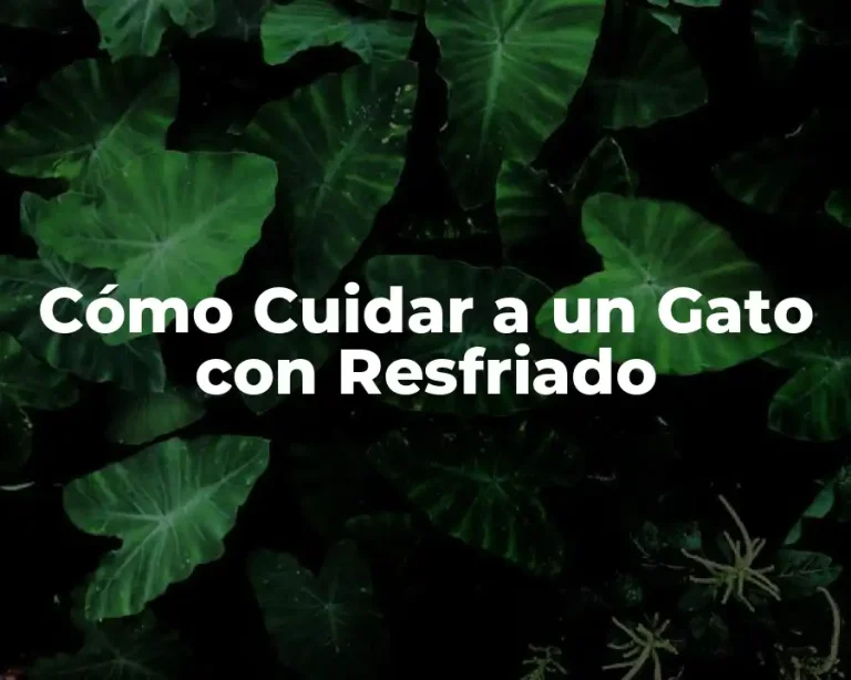 Cómo Cuidar a un Gato con Resfriado
