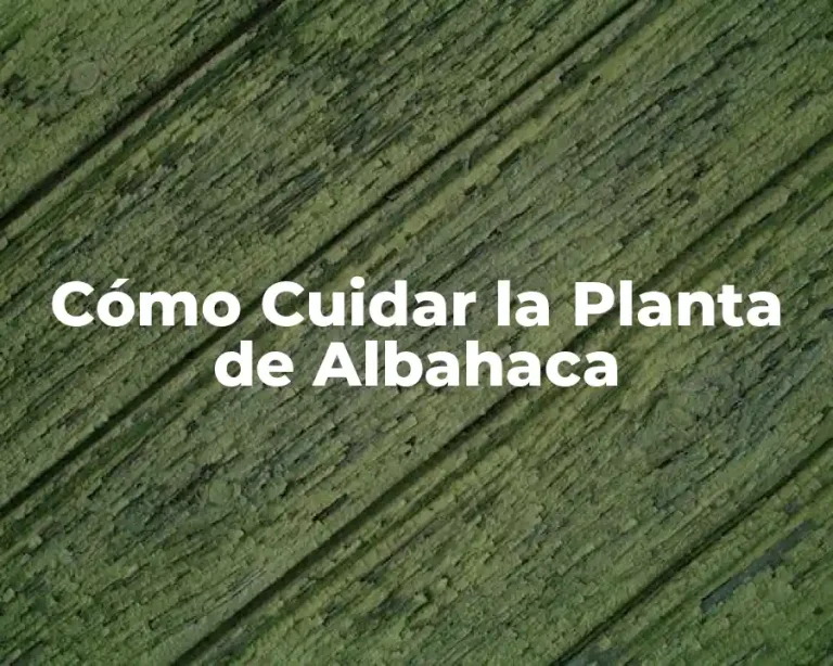 Cómo Cuidar la Planta de Albahaca