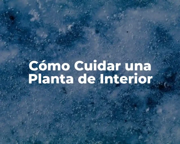 Cómo Cuidar una Planta de Interior
