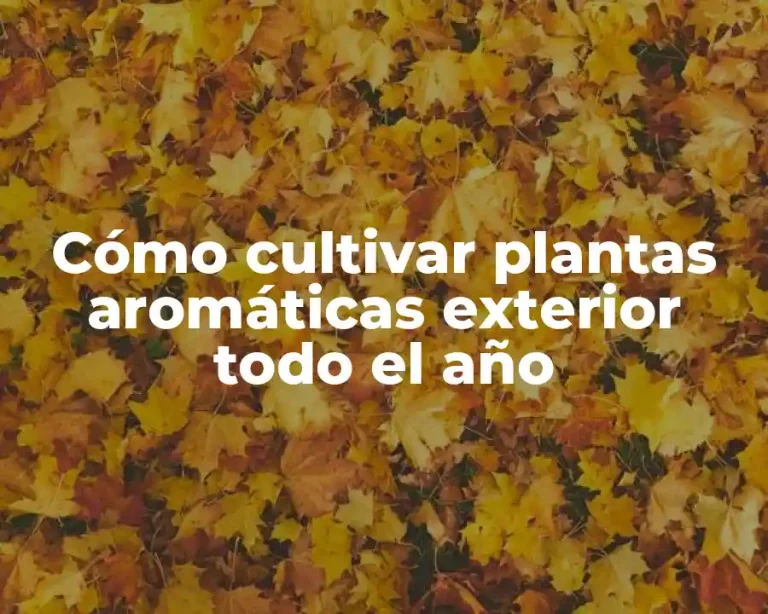 Cómo cultivar plantas aromáticas exterior todo el año