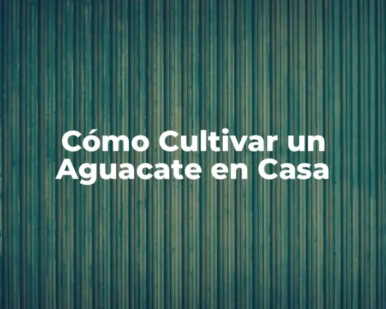Cómo Cultivar un Aguacate en Casa