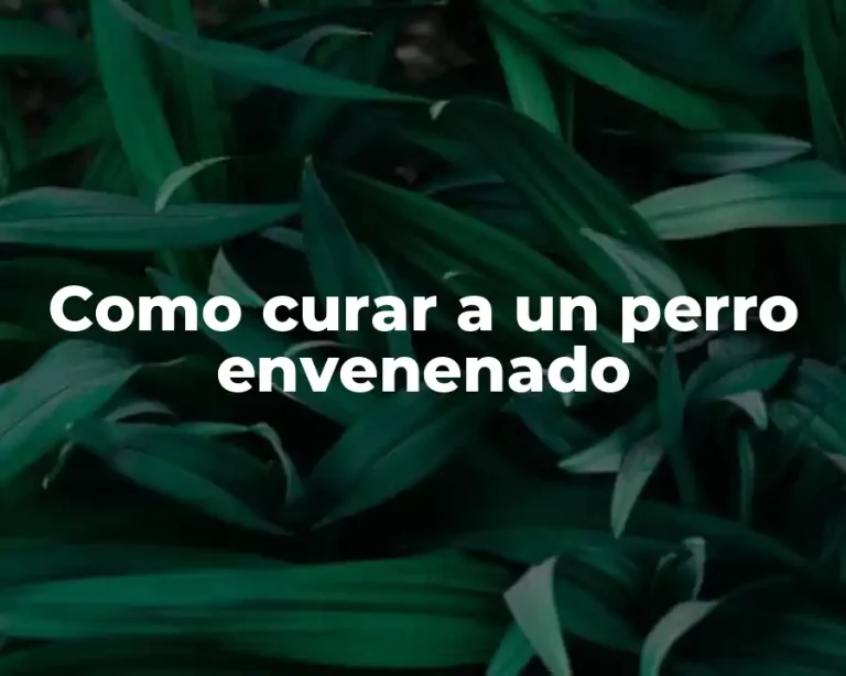 Como curar a un perro envenenado