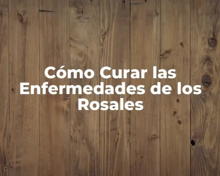 Cómo Curar las Enfermedades de los Rosales