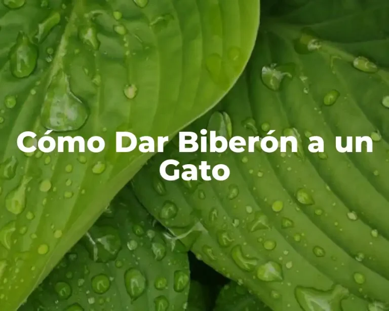 Cómo Dar Biberón a un Gato