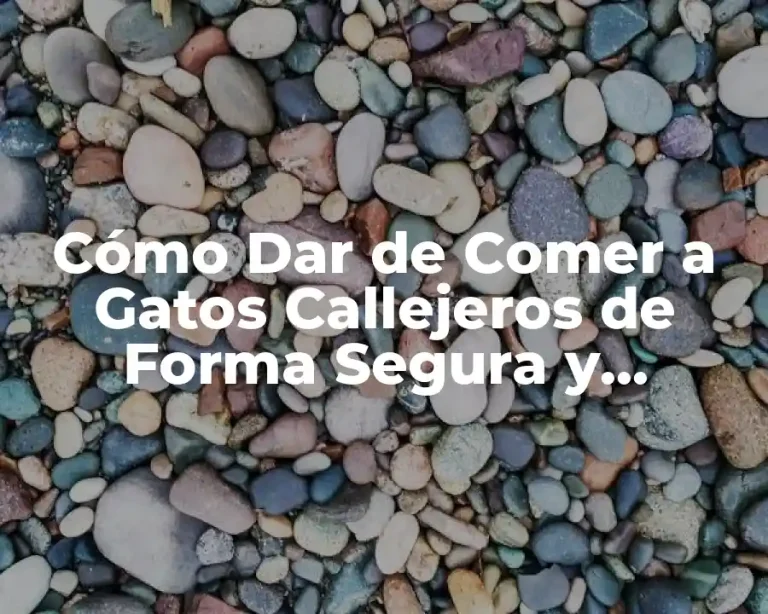 Cómo Dar de Comer a Gatos Callejeros de Forma Segura y Responsable
