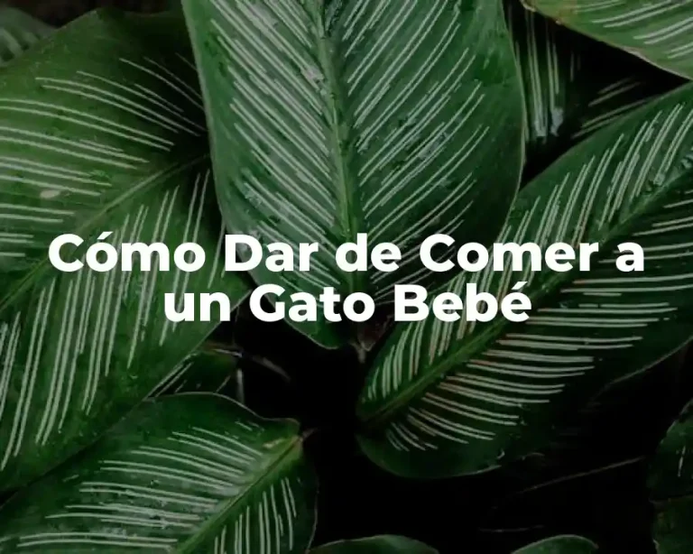Cómo Dar de Comer a un Gato Bebé