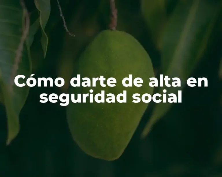 Cómo darte de alta en seguridad social