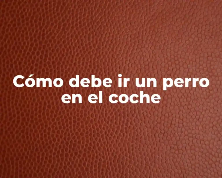 Cómo debe ir un perro en el coche